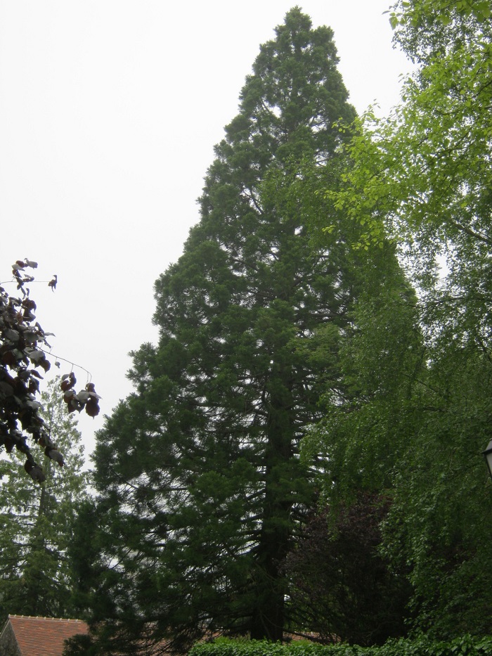 Séquoia géant à Courgent