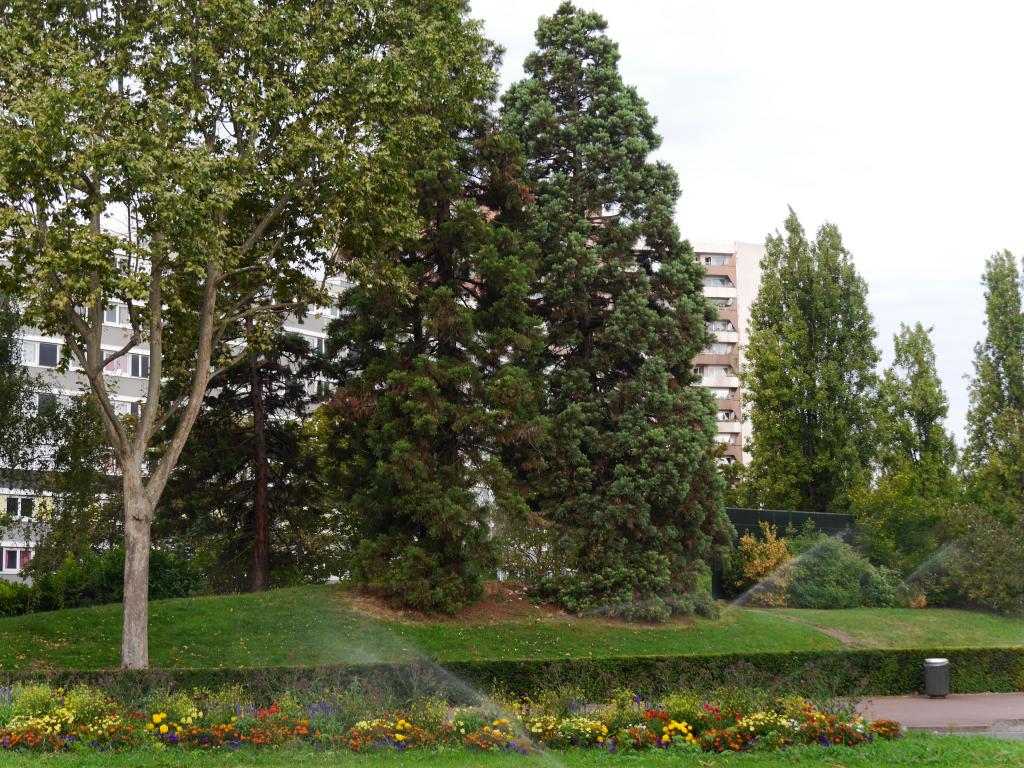 Séquoias géants à Créteil