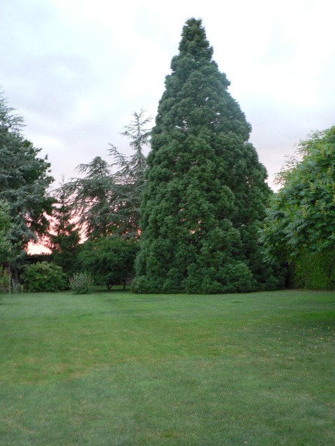 Séquoia géant au Clos du séquoia