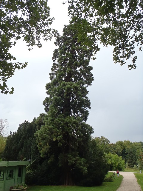 Séquoia géant à Damartin en Goële