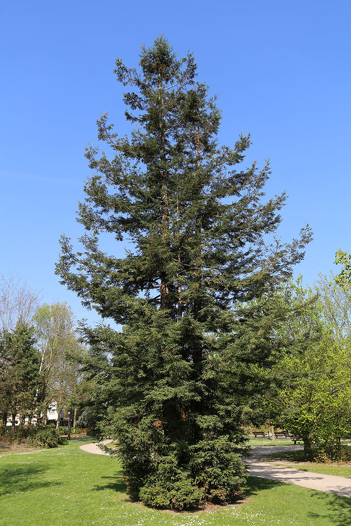 Séquoia sempervirens