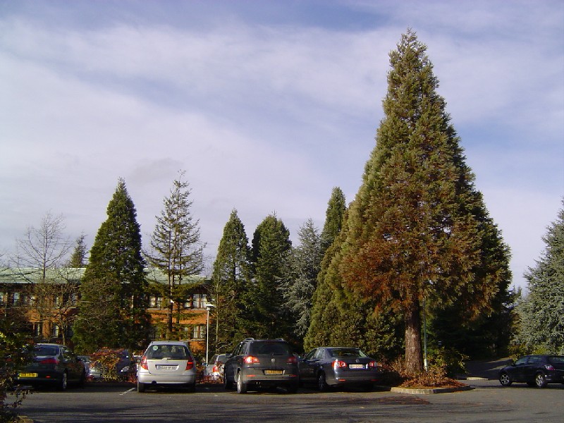 Séquoias près du Sequoia Lodge © Eric Touya