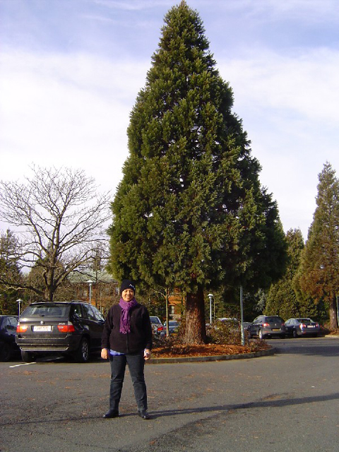 Parking du Sequoia Lodge ©  Eric Touya