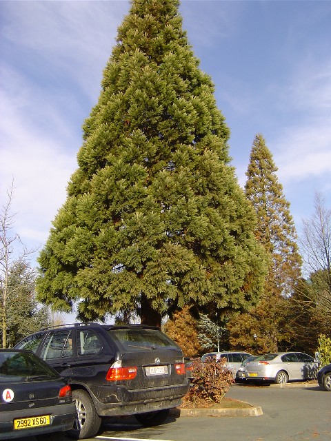 Sequoiadendron giganteum, Disneyland Paris  © Eric Touya