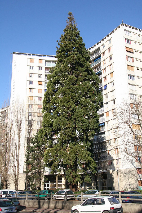 Séquoia géant à Eaubonne