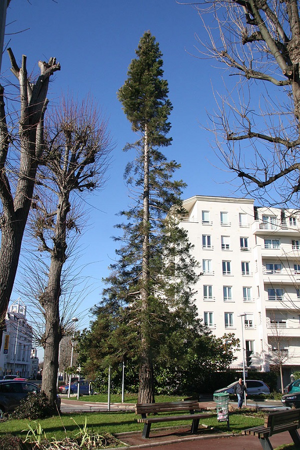 Séquoia géant à Eaubonne