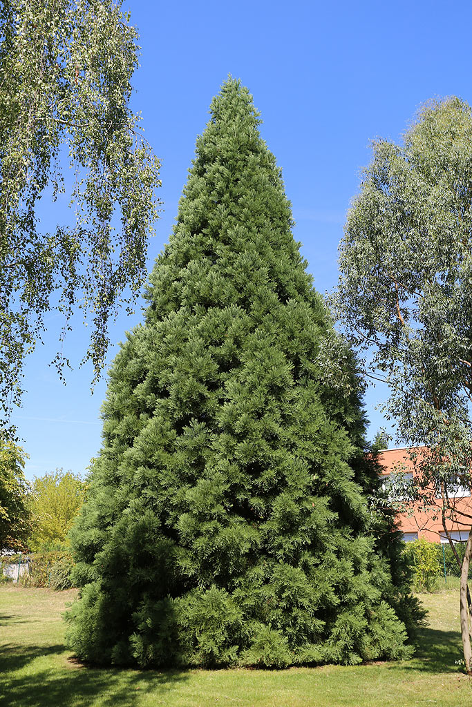 Séquoia géant à Etréchy