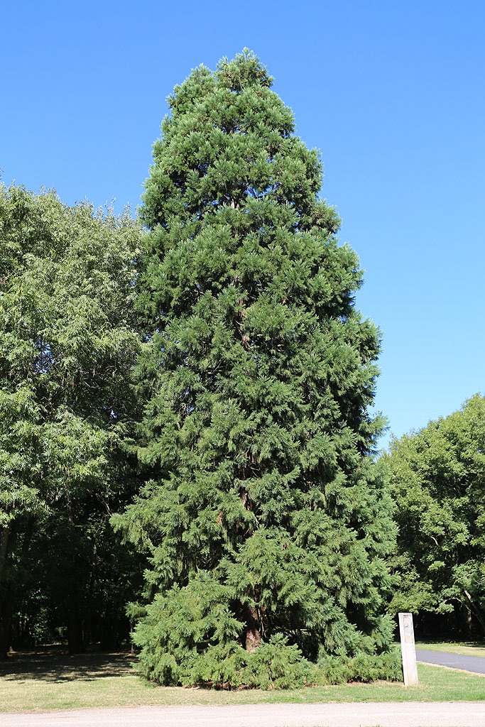 Séquoia géant à Evry