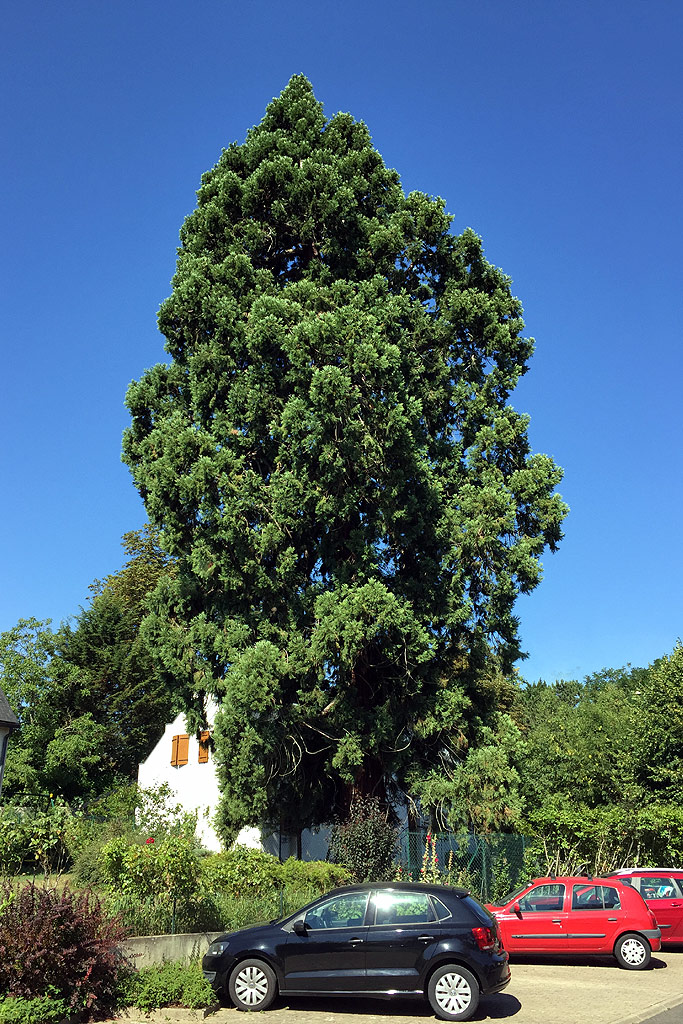 Séquoia géant à Evry