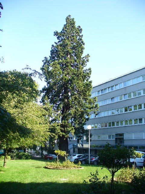 Séquoia géant à Fontenay aux Roses