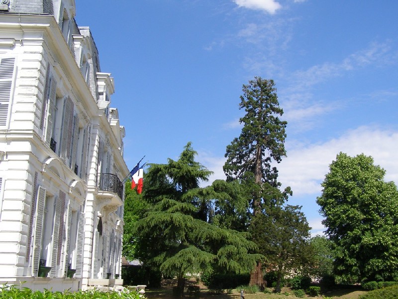 Séquoia géant parc de la Mairie