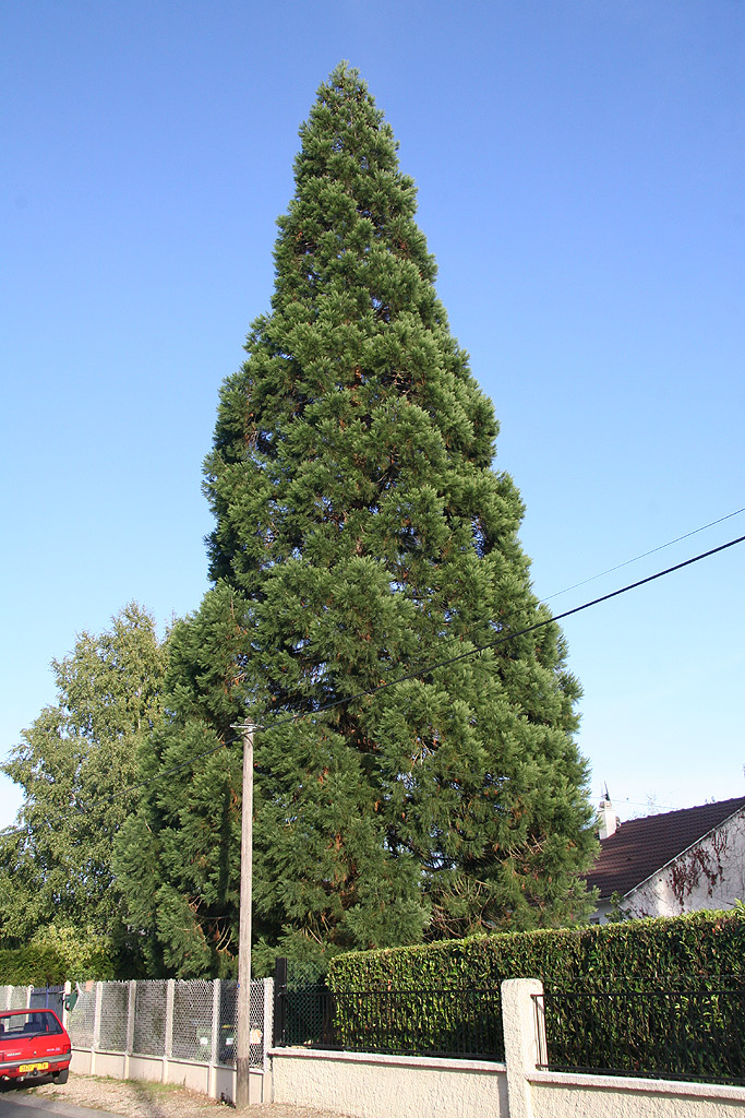 Séquoia géant à Gambais
