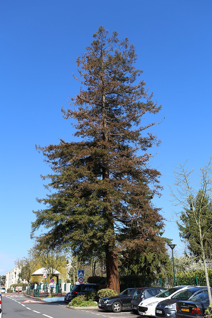 Séquoia sempervirens