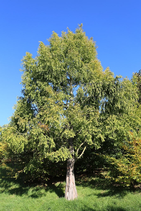 Séquoia 