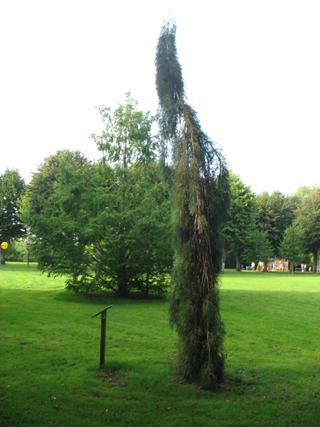 Sequoiadendron giganteum pendulum © Thibault Pelloquin