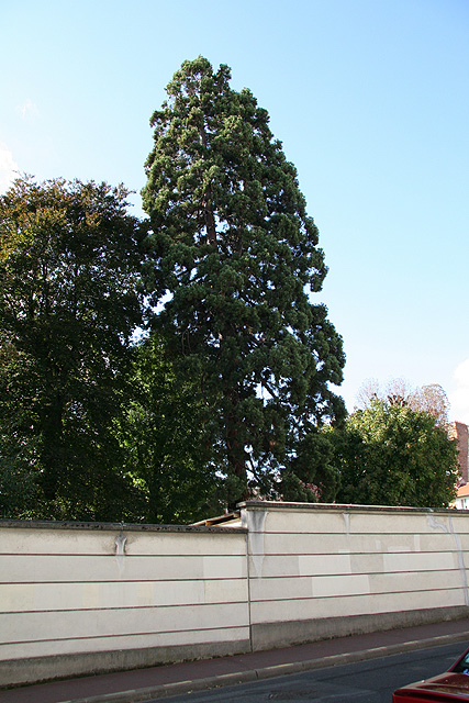 Séquoia géant à Issy-les-Moulineaux