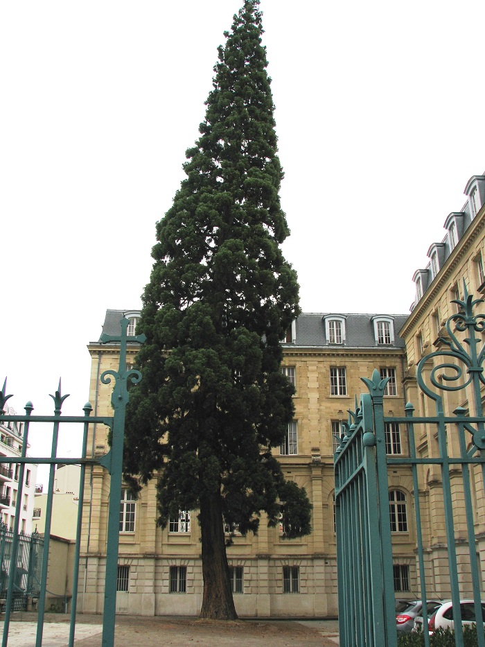 Séquoia géant à Issy les Moulineaux