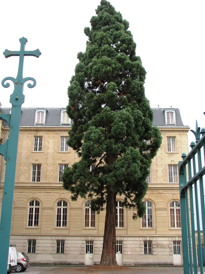 Séquoia géant à Issy les Moulineaux