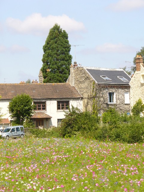 Séquoia géant à Janvry