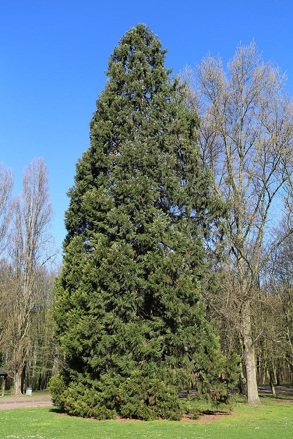 Séquoia géant à La Courneuve