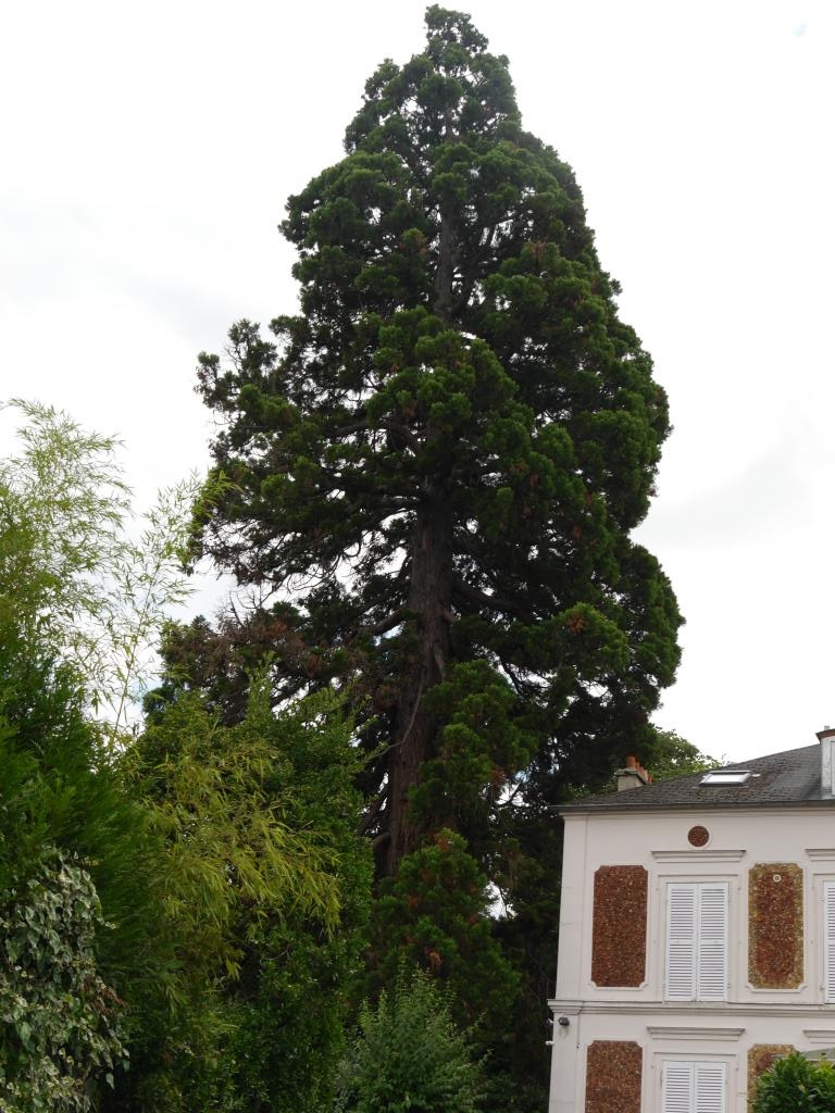 Séquoia géant 