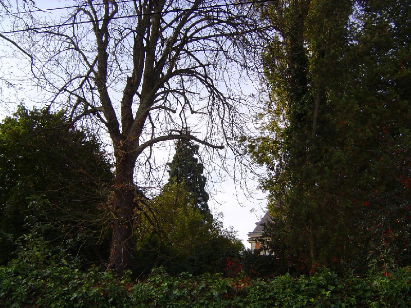 Séquoia géant au Château de la Barrièrre