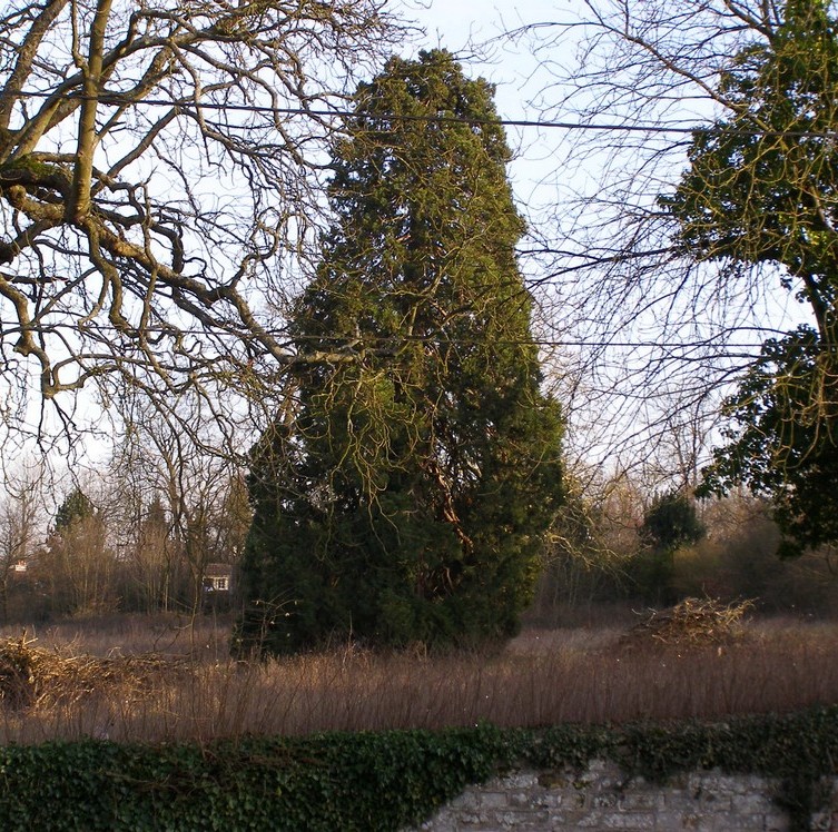 Séquoia géant à Limours-en-Hurepoix © Stéphane Patris