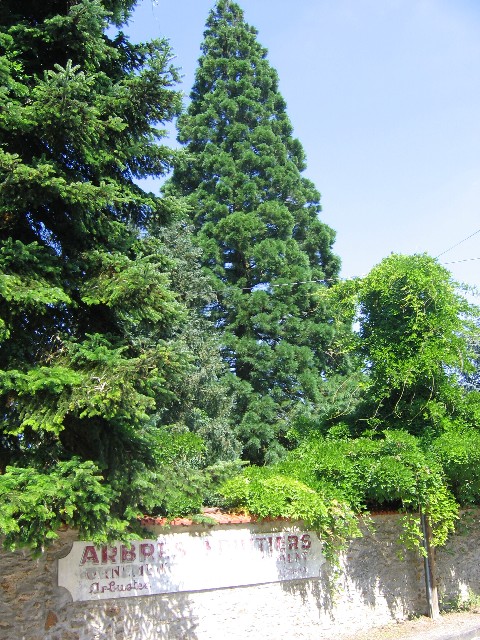 Séquoia géant à Lumigny Nesle Ormeaux