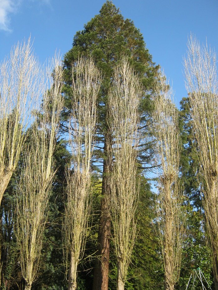 Séquoia géant à Méré