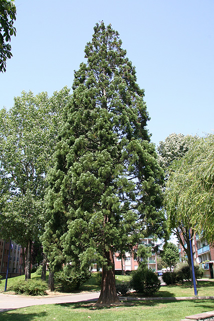 Séquoia géant à Meudon