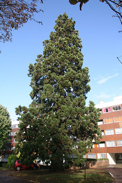 Séquoia géant à Meudon