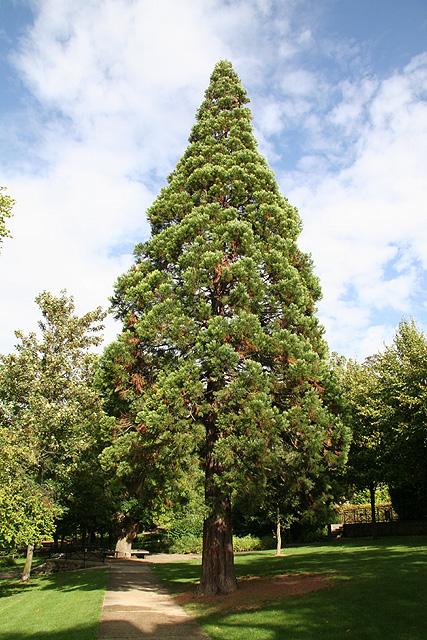 Séquoia géant à Meudon