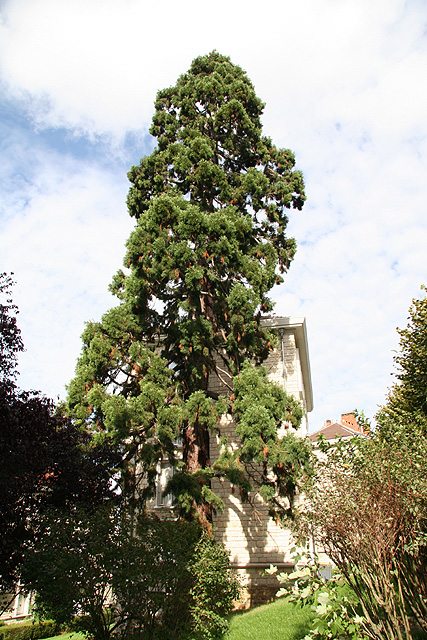 Séquoia géant à Meudon