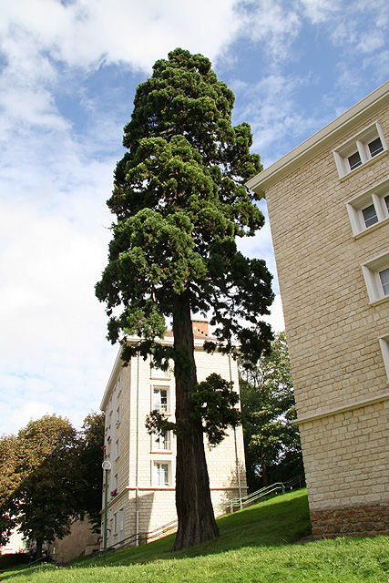 Séquoia géant à Meudon