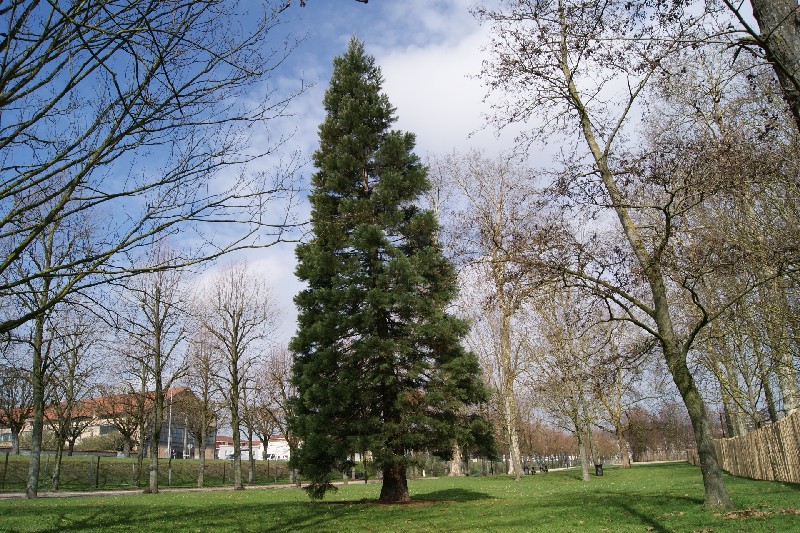 Séquoia géant parc des Noues