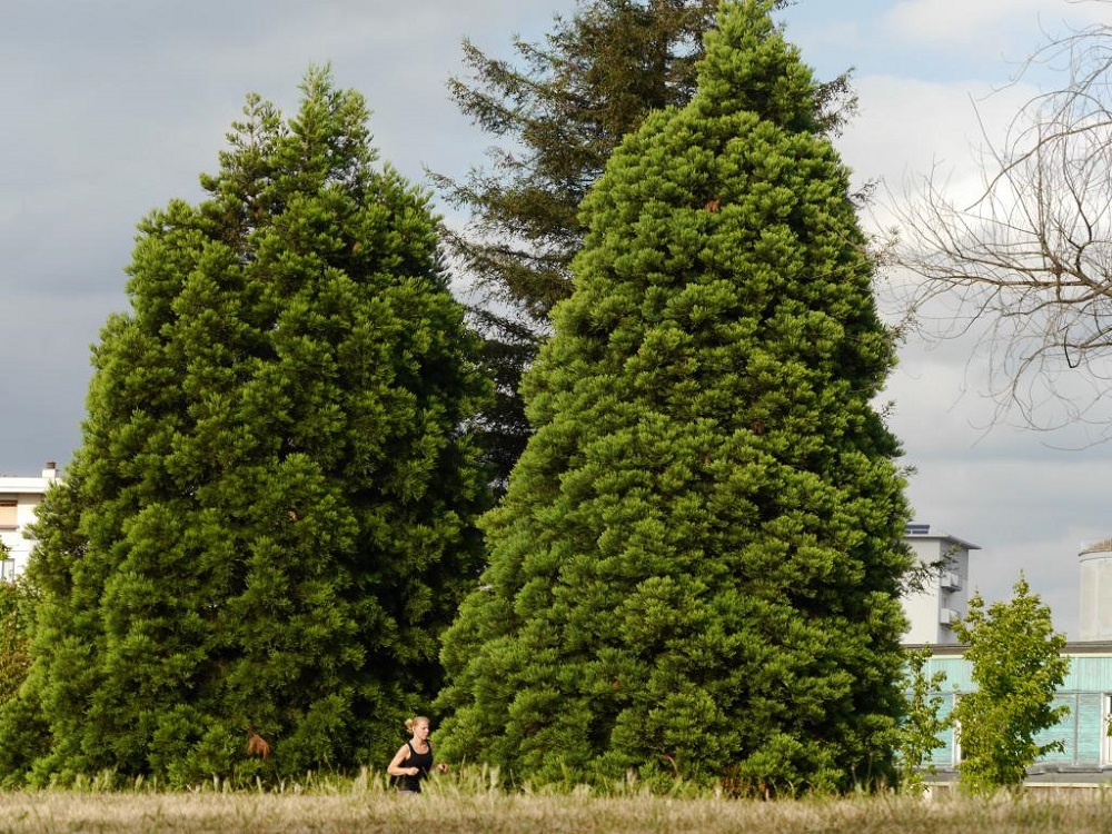 Séquoias géants à Montreuil