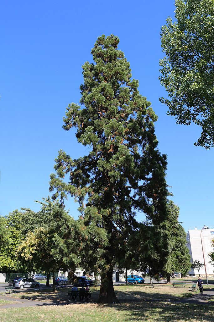 Séquoia géant à Montreuil