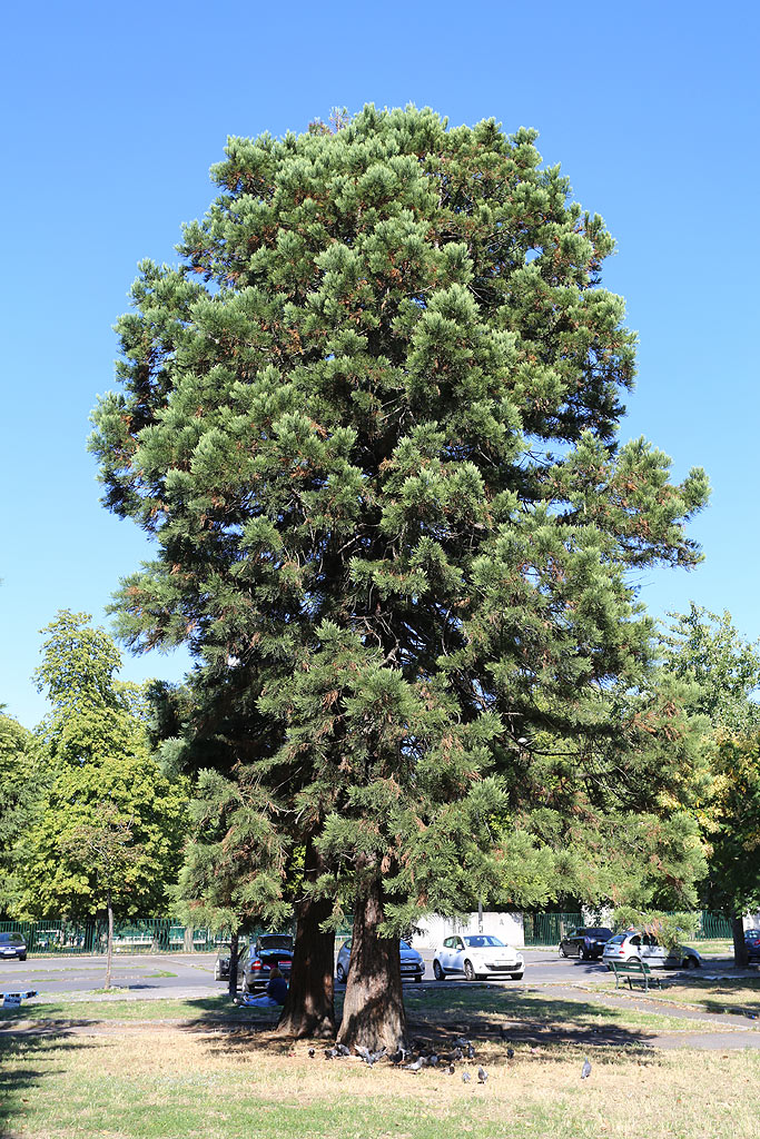 Séquoias géants à Montreuil