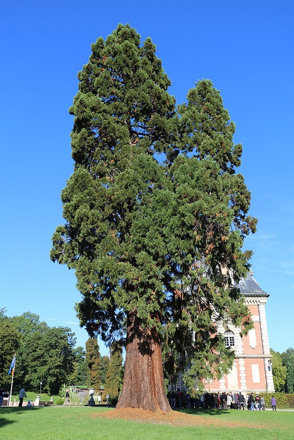 Séquoia géant à Montry