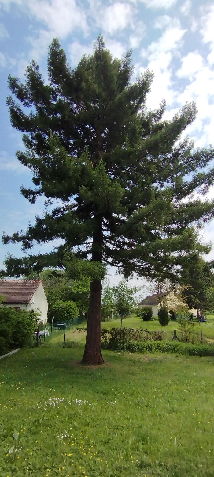 Séquoia sempervirens