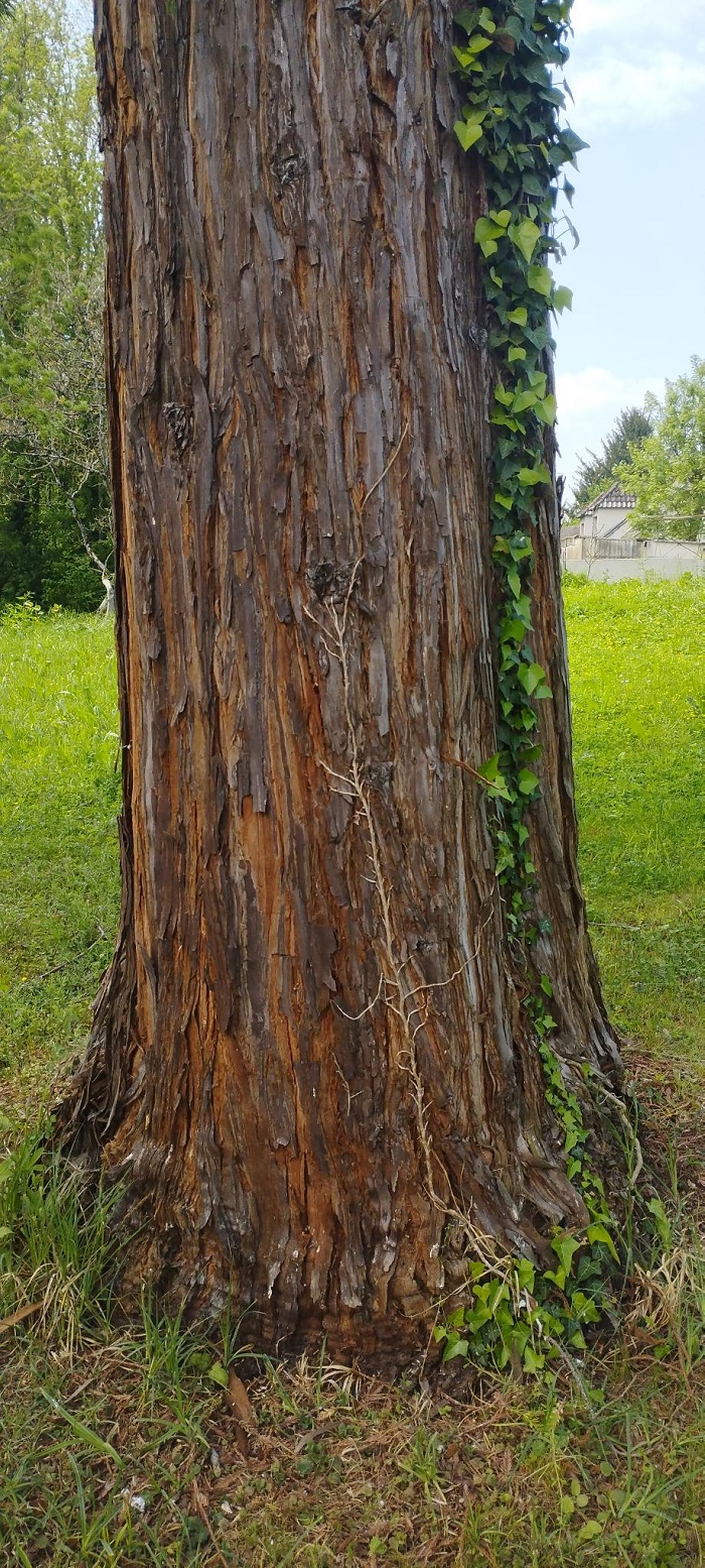 Séquoia sempervirens