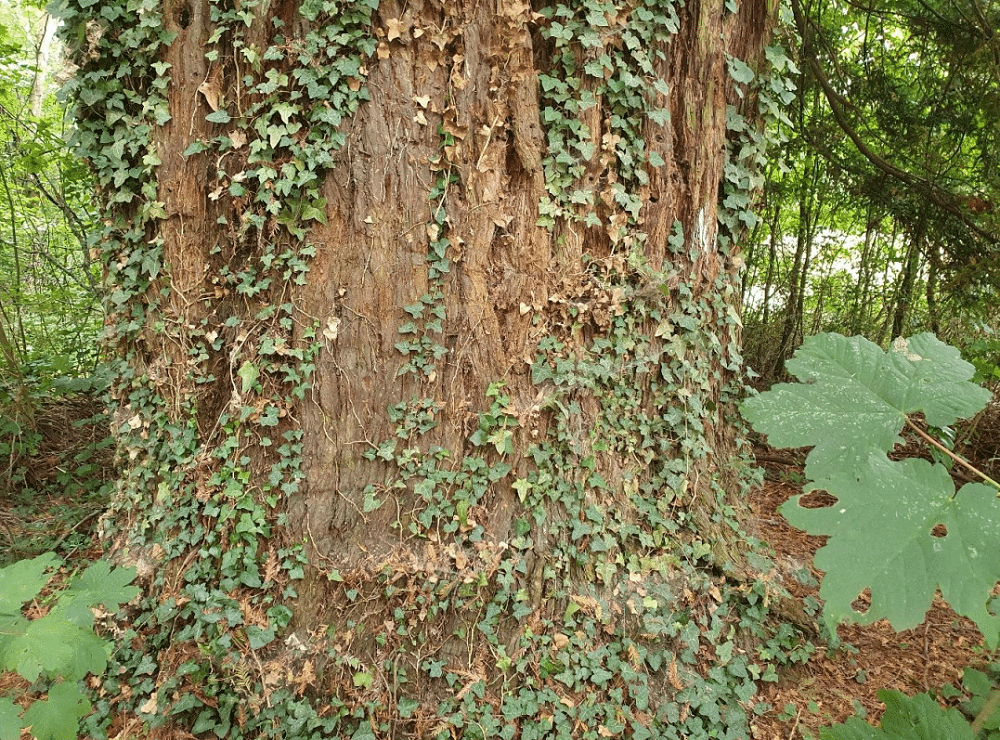 Séquoia sempervirens