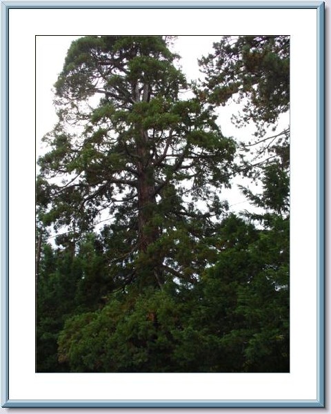 Séquoia géant à Orsay
