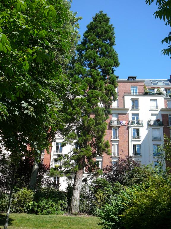 Séquoia géant à Paris