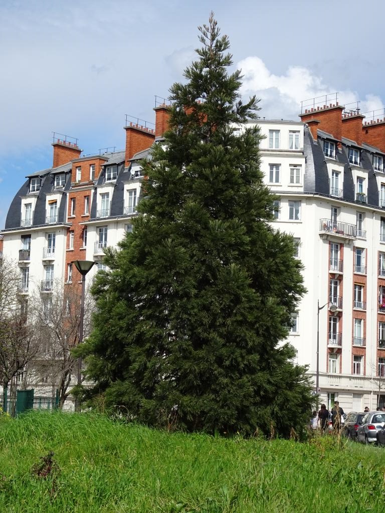 Séquoia géant à Paris