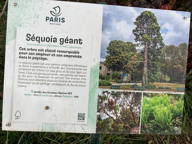 Séquoia géant 