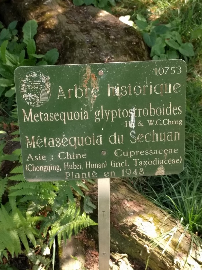 Métasequoia