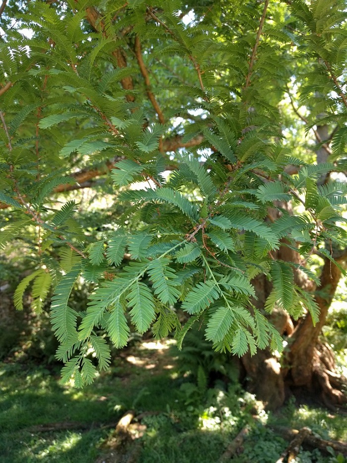 Métasequoia