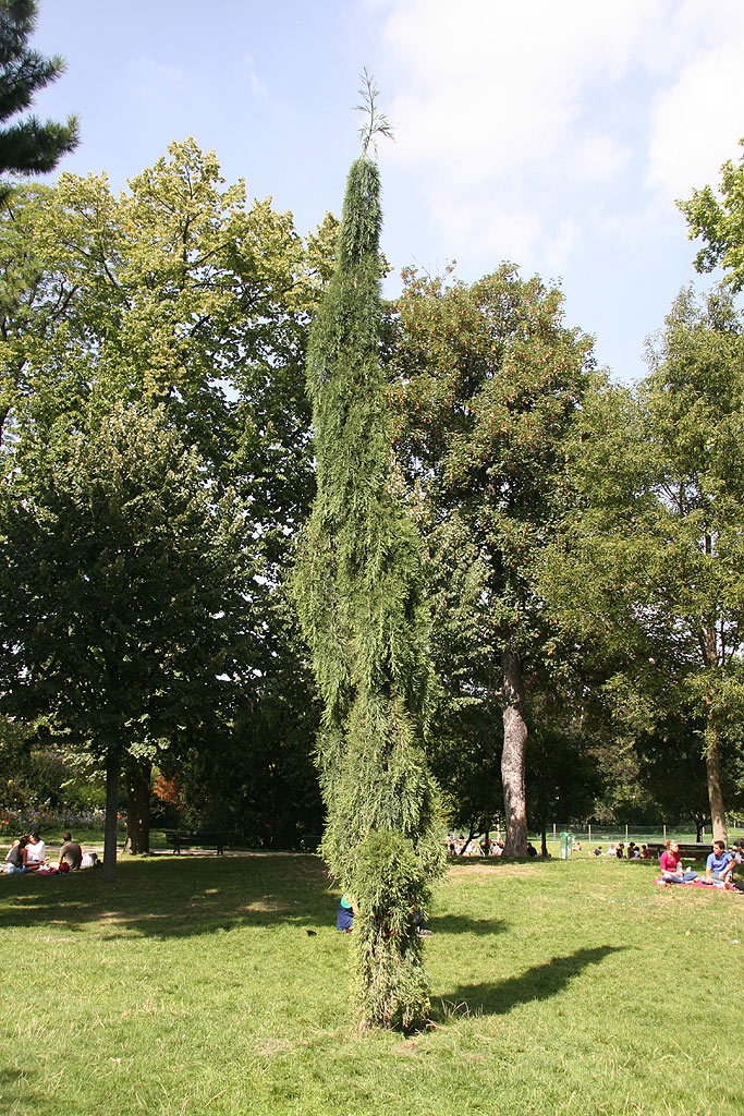 Séquoia pendulum