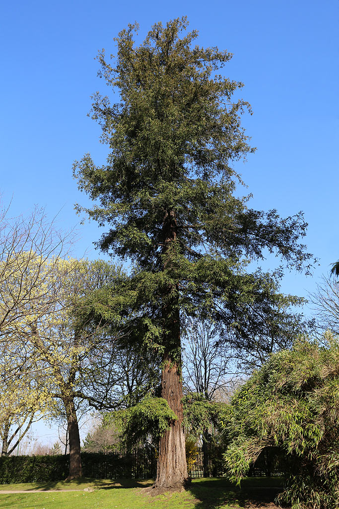 sempervirens